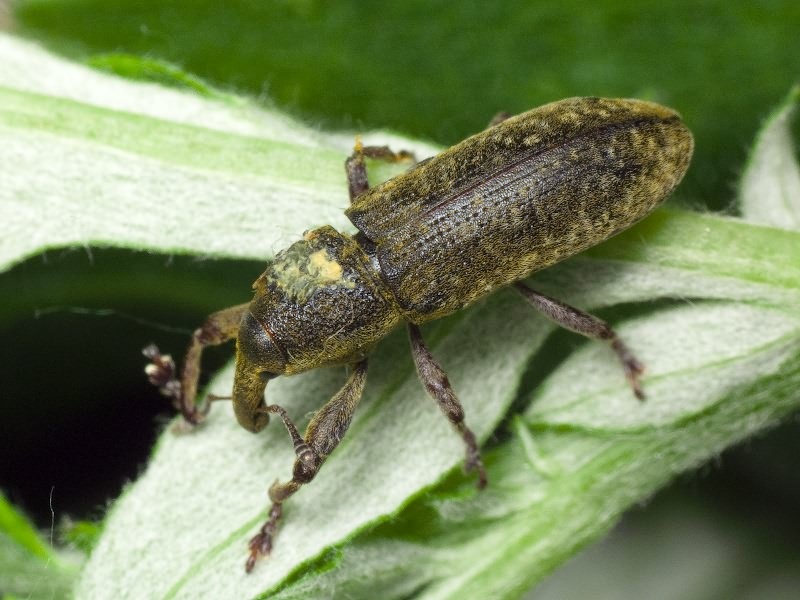 Lixus (Dilixellus) bardanae (Fabricius, 1787)